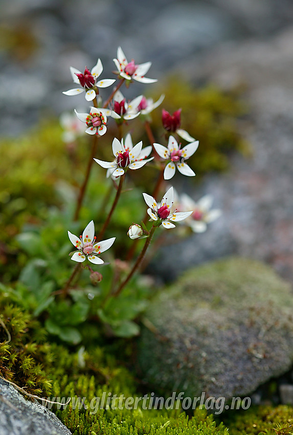 Stjernesildre (Saxifraga stellaris) i Langedalen.