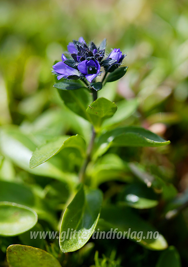 Fjellveronika (Veronica alpina) i Langedalen.