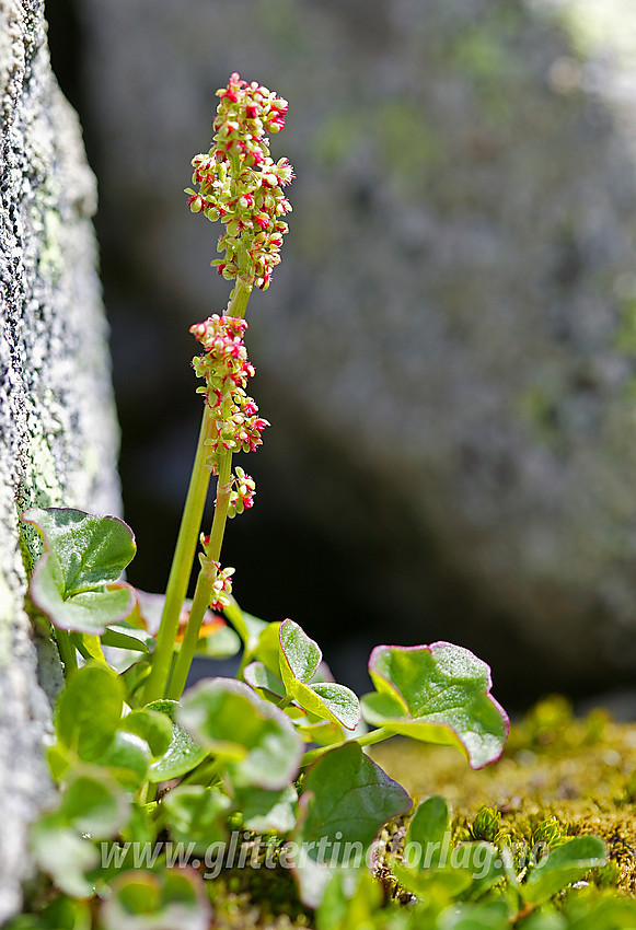 Fjellsyre (Oxyria digyna) i Langedalen.