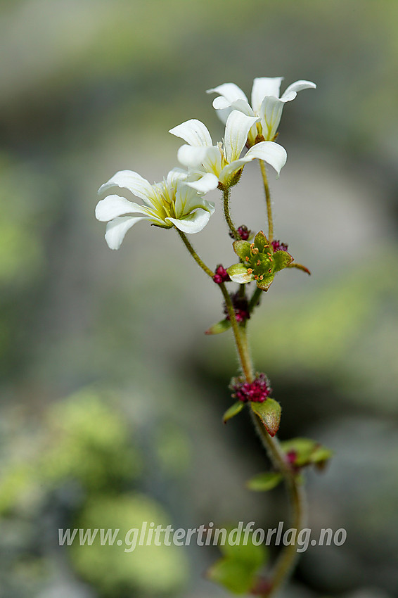 Knoppsildre (Saxifraga cernua) i Langedalen.