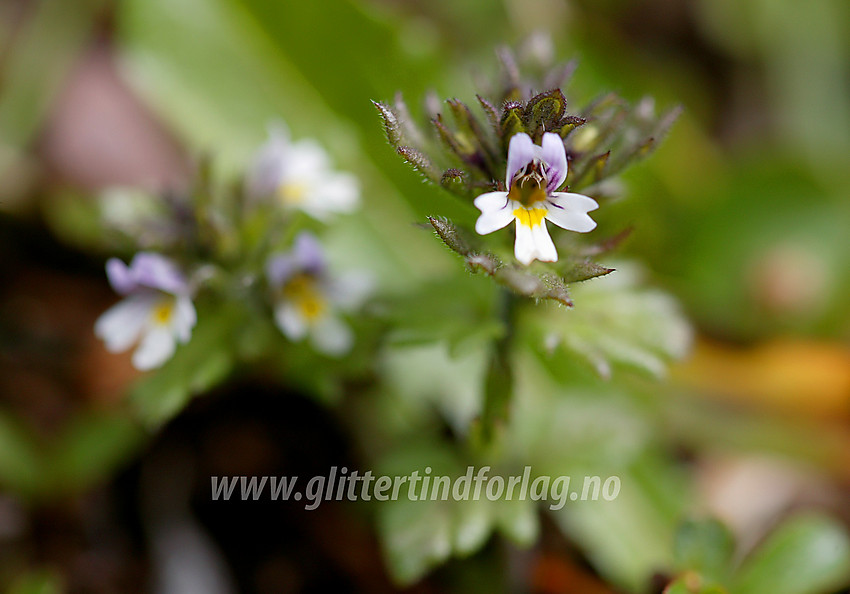 Fjelløyentrøst (Euphrasia frigida) i Langedalen.