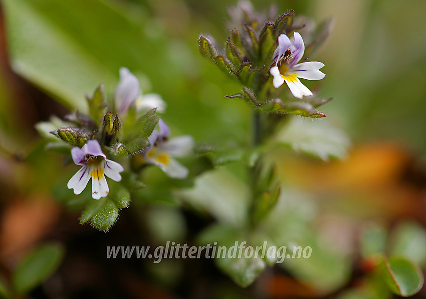 Fjelløyentrøst (Euphrasia frigida) i Langedalen.