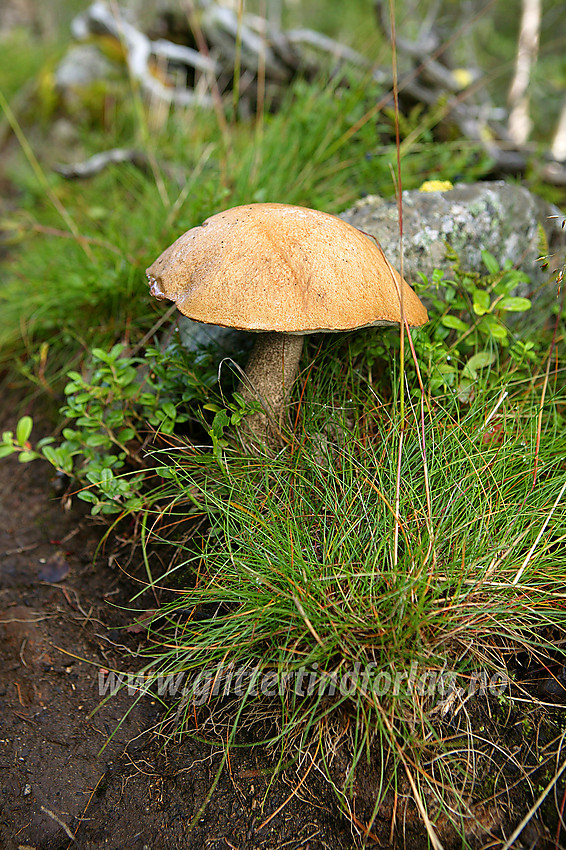 Brunskrubb (Leccinum scabrum) i Storådalen.