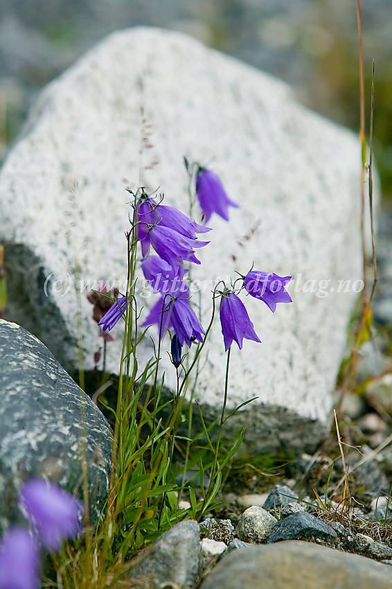 Blåklokker (Campanula rotundifolia) i Veodalen.