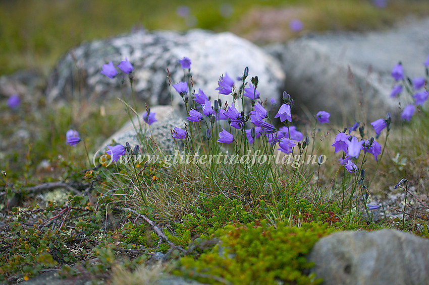 Blåklokker (Campanula rotundifolia i Veodalen.