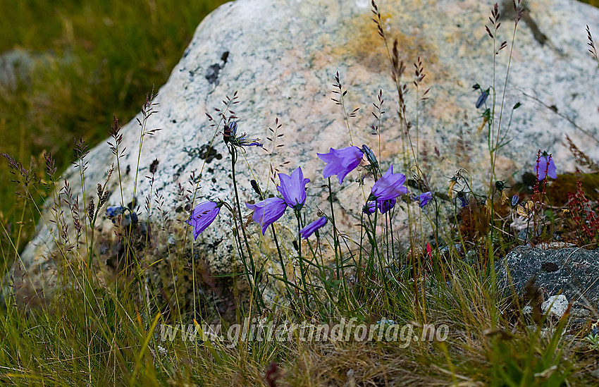 Blåklokker (Campanula rotundifolia) i Veodalen.