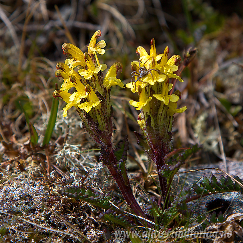 Gullmyrklegg (Pedicularis oederi) på østryggen oppunder Gloptinden.