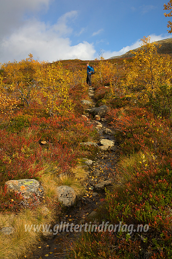 Stien fra Ingjerdbu mot Skogadalsbøen/Tyinholmen om Fleskedalen idet den trer over tregrensa mot Fleskenoshaugane.