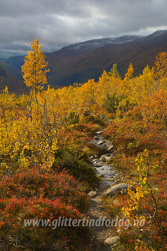 Stien fra Ingjerdbu mot Skogadalsbøen/Tyinholmen om Fleskedalen idet den trer over tregrensa mot Fleskenoshaugane.