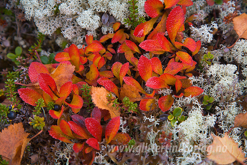 Høstrød rypebær (Arctostaphylos alpinus) på Fleskenoshaugane.