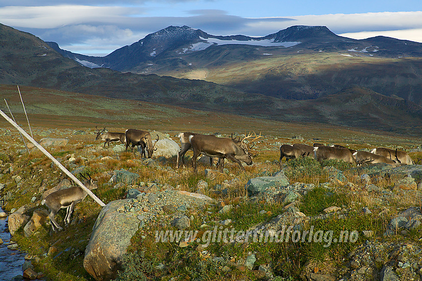 Reinsdyr på Valdresflya en septembermorgen. I bakgrunnen ses Tjønnholstinden (2329 moh, til venstre) og Høgdebrotet (2226 moh, til høyre).