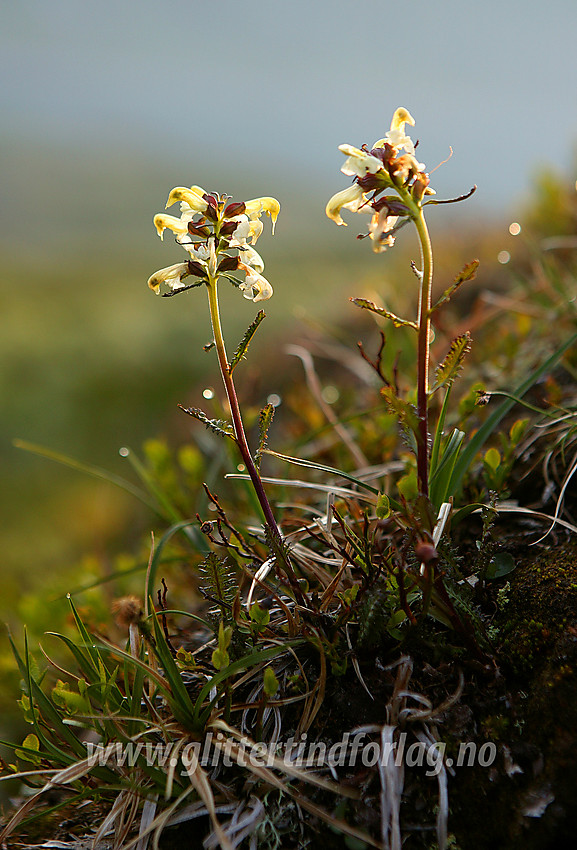 Bleimyrklegg (Pedicularis lapponica) ved siden av stien ned fra Utsikten.