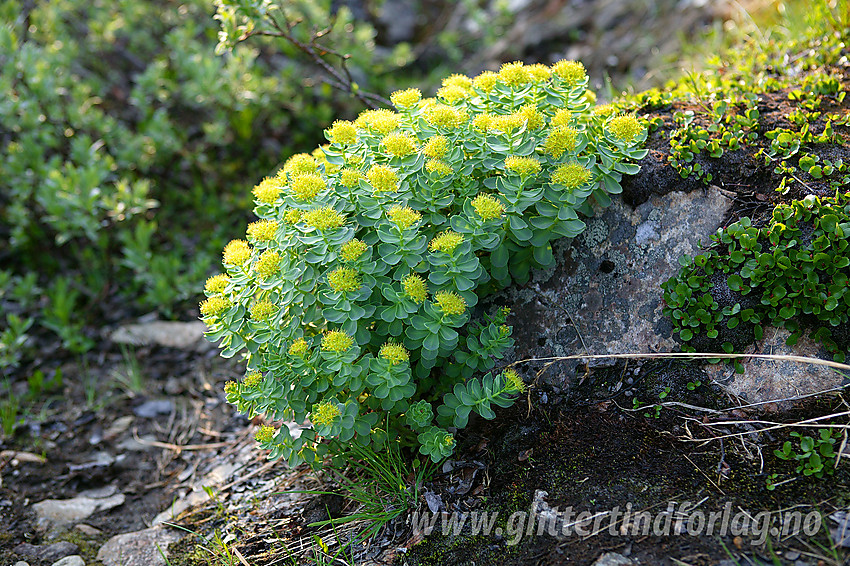 Rosenrot (Rhodiola rosea) ved siden av stien ned fra Utsikten.