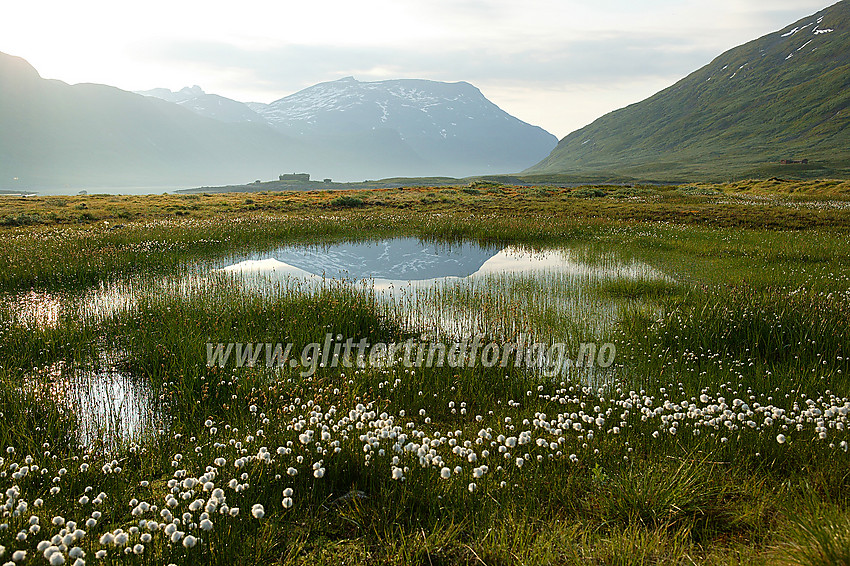 Snøull (Eriophorum scheuchzeri) i en liten myr rett ved Eidsbugarden. Galdebergtinden (2075 moh) reiser seg i bakgrunnen.