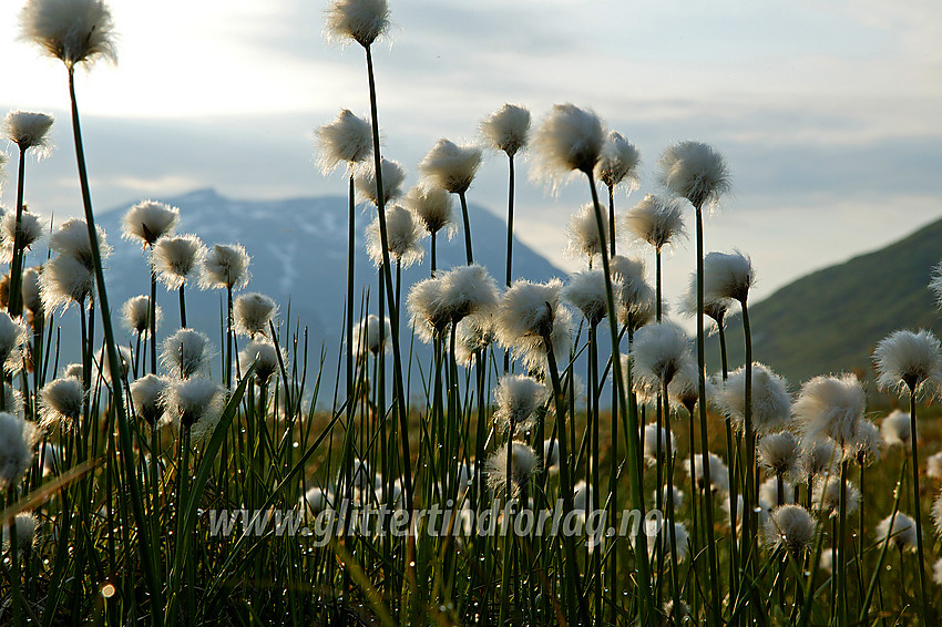 Snøull (Eriophorum scheuchzeri) i en liten myr rett ved Eidsbugarden. 