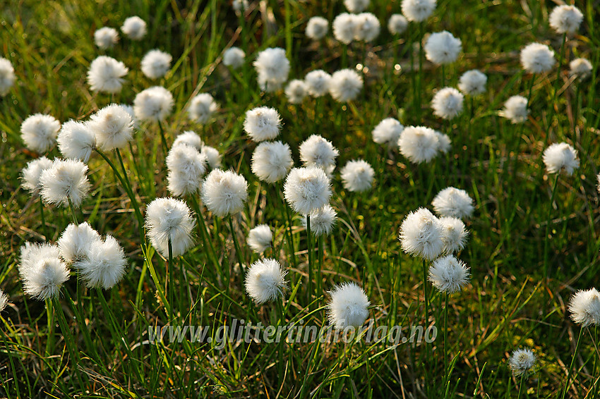 Snøull (Eriophorum scheuchzeri) i en liten myr rett ved Eidsbugarden. 