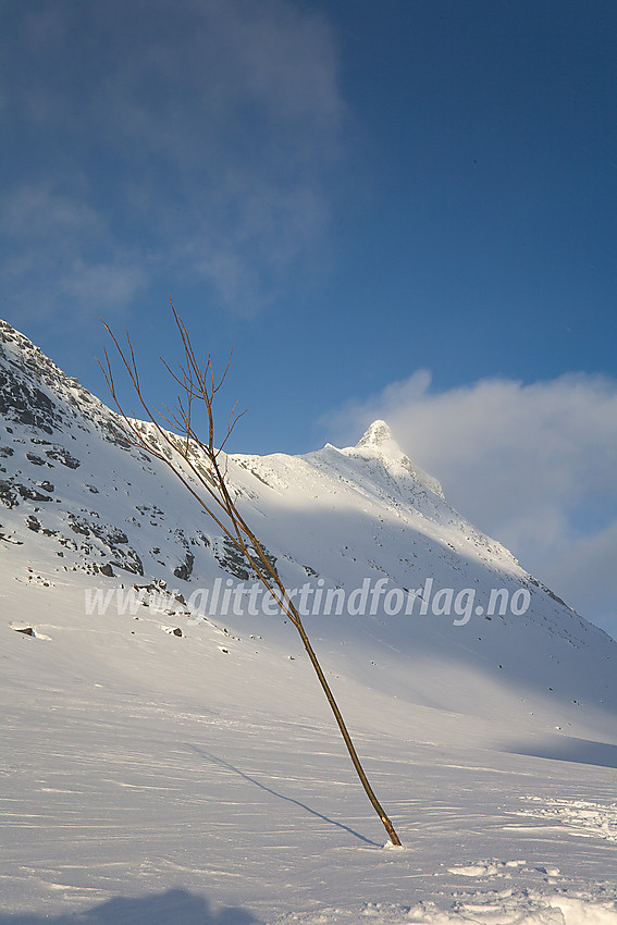 I Rauddalen med en kvist på løypa fra Olavsbu mot Fondbsu. I bakgrunnen Store Rauddalseggje (2168 moh).